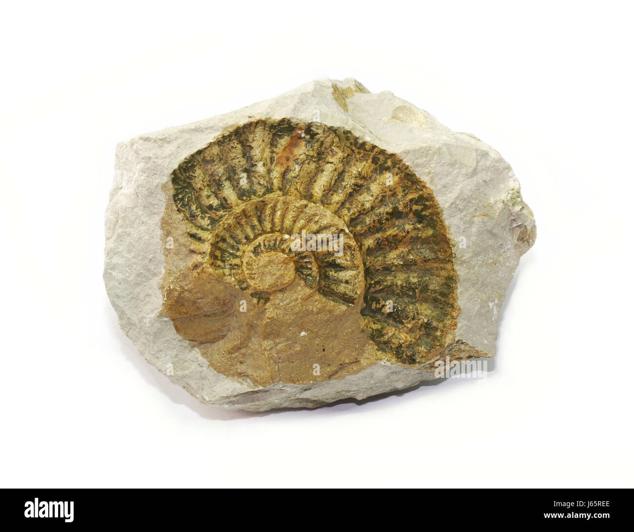 snail fossil fossils house building beautiful beauteously nice stone animal Stock Photo