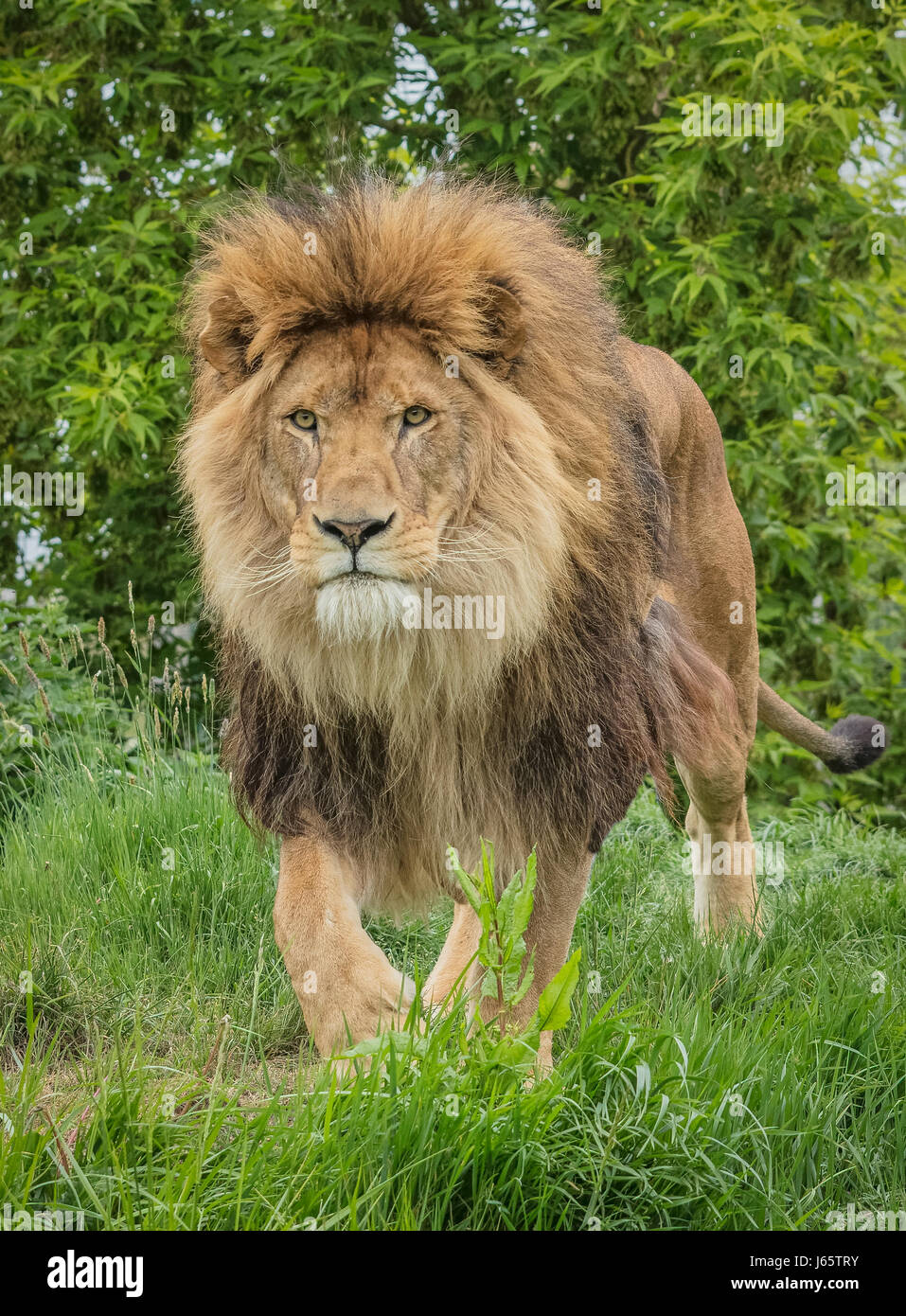 Male African Lion Stock Photo