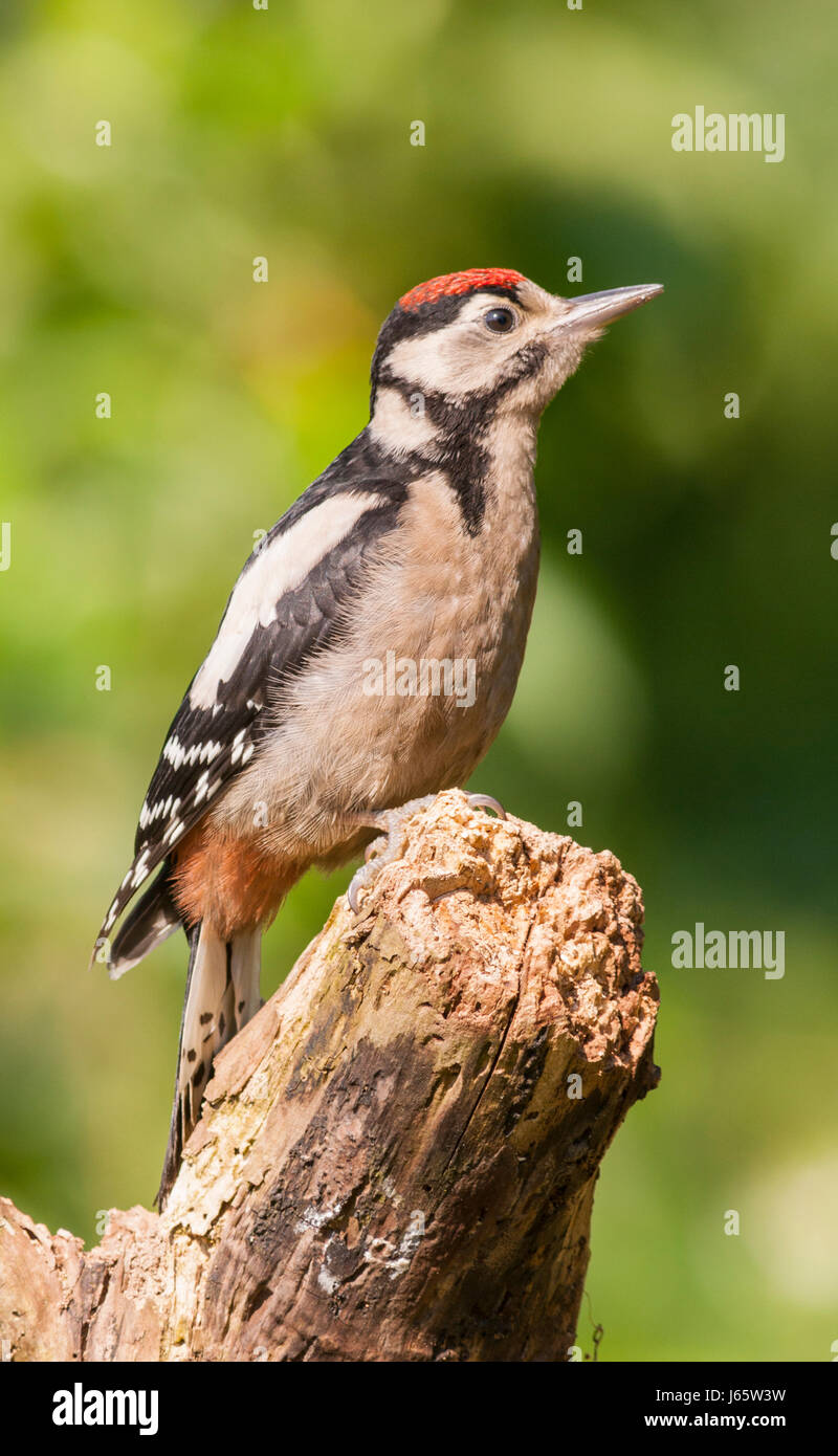 A young Great Spotted Woodpecker (Dendrocopos major) on a tree in the uk Stock Photo