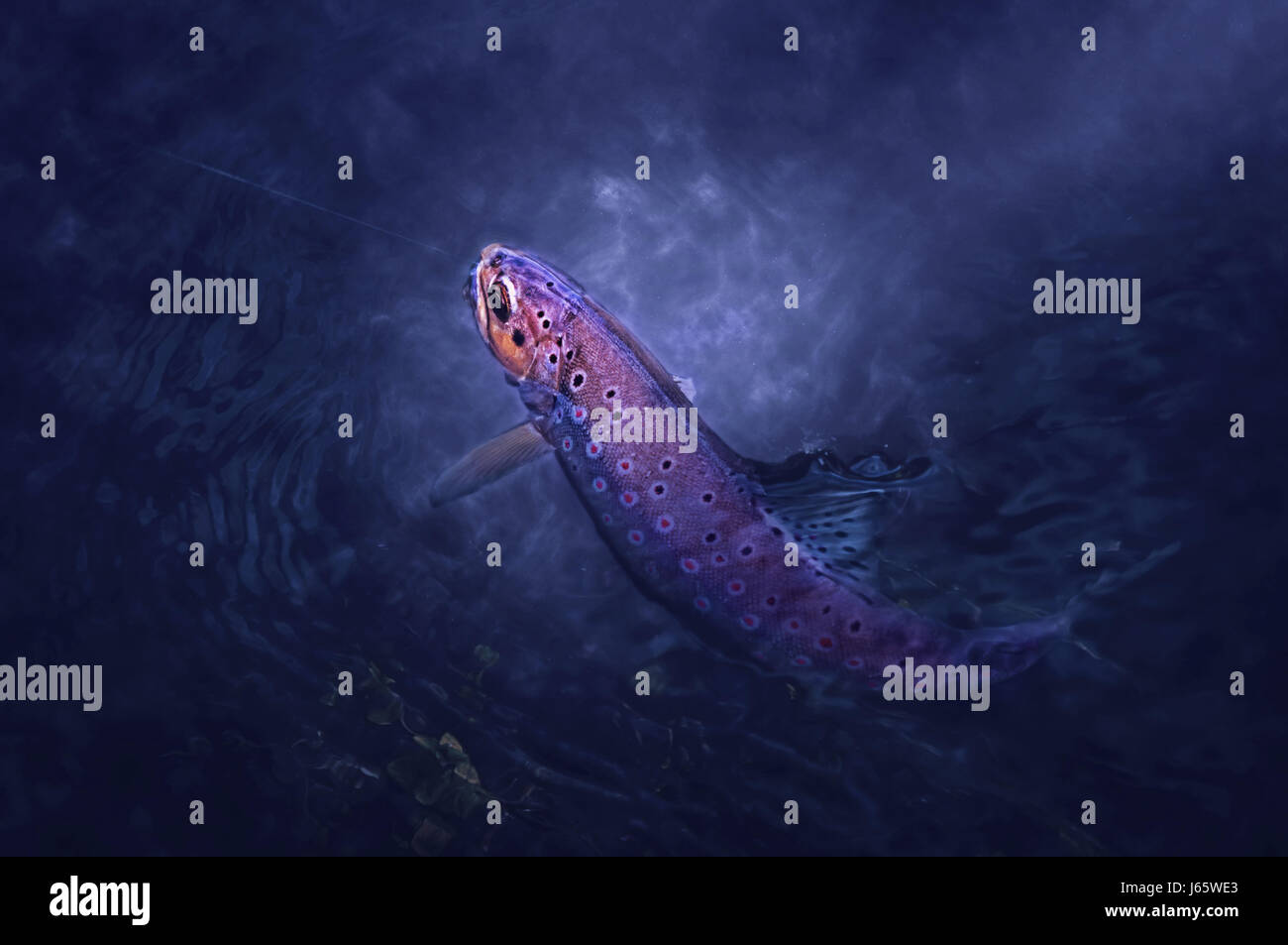 Wild brown trout on the hook under the water Stock Photo Alamy
