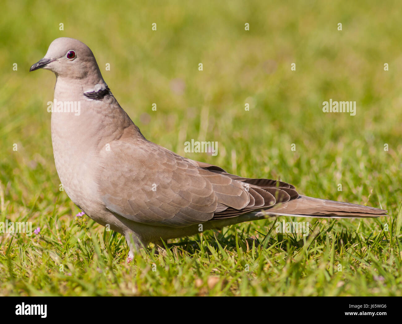 A Collared Dove (Streptopelia decaocto) in the uk Stock Photo Alamy