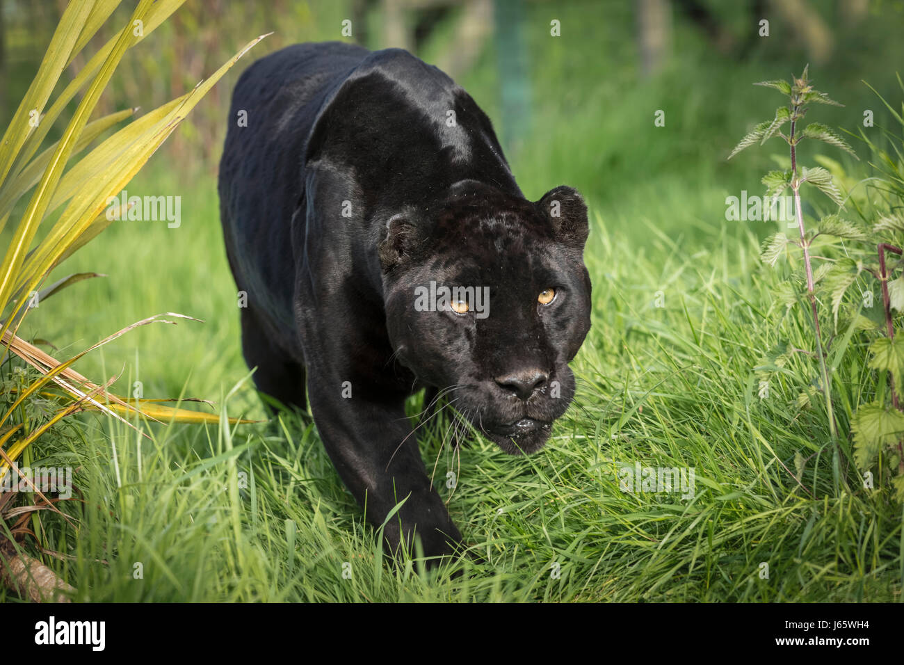 Black panther jaguar Stock Photo