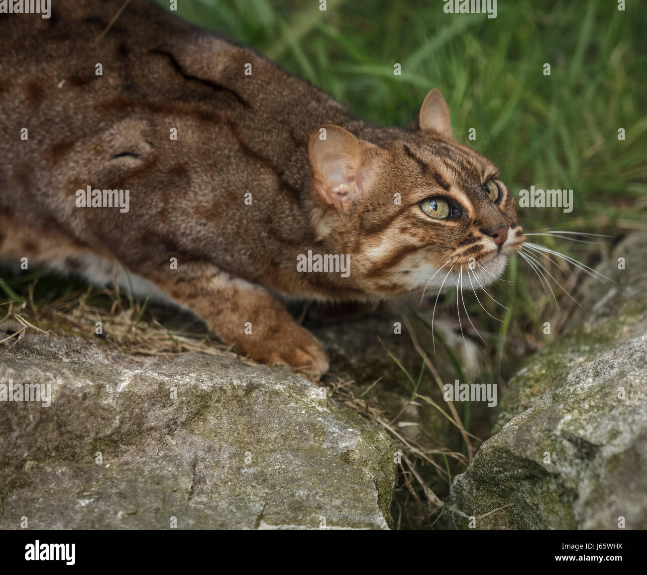 rusty-spotted-cat-stock-photo-alamy