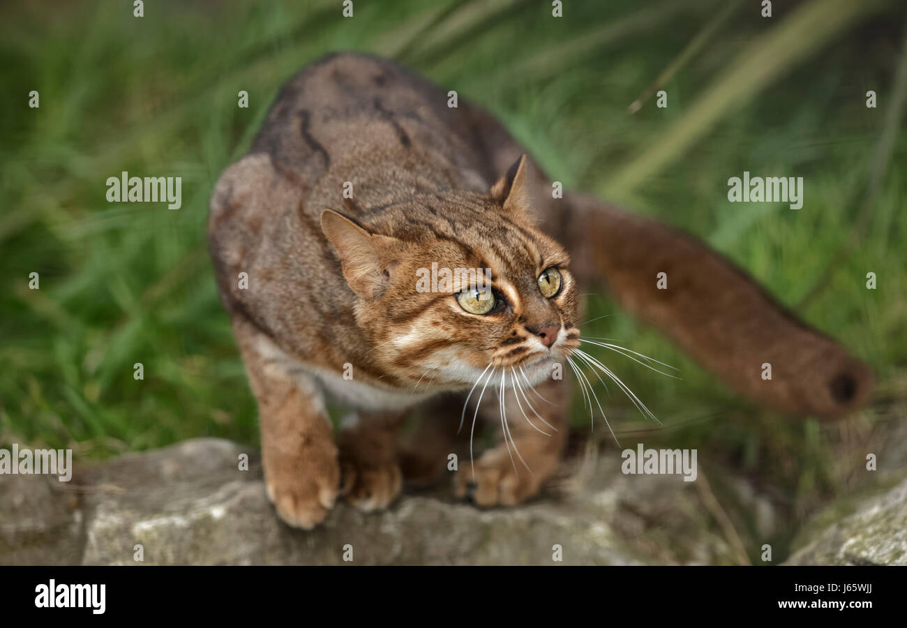 Rusty Spotted Cat Stock Photo Alamy