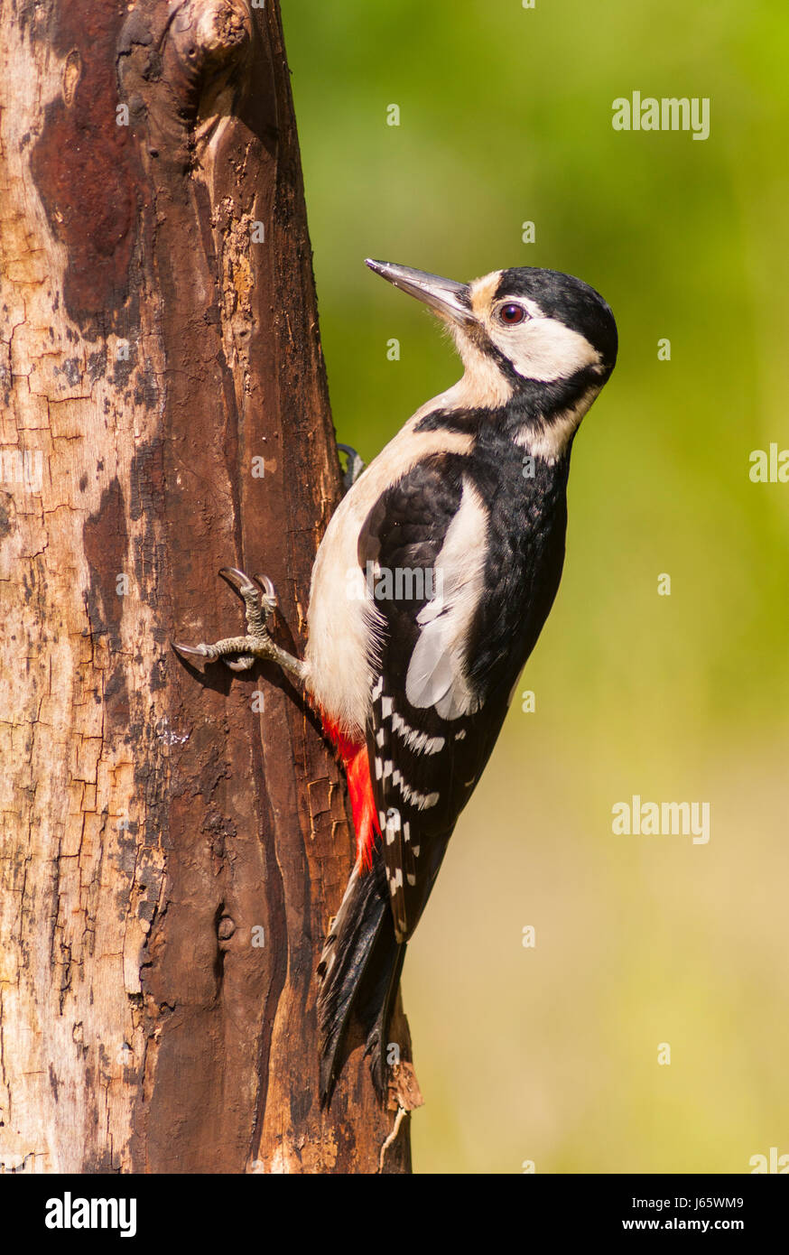 A Great Spotted Woodpecker (Dendrocopos major) on a tree in the uk Stock Photo