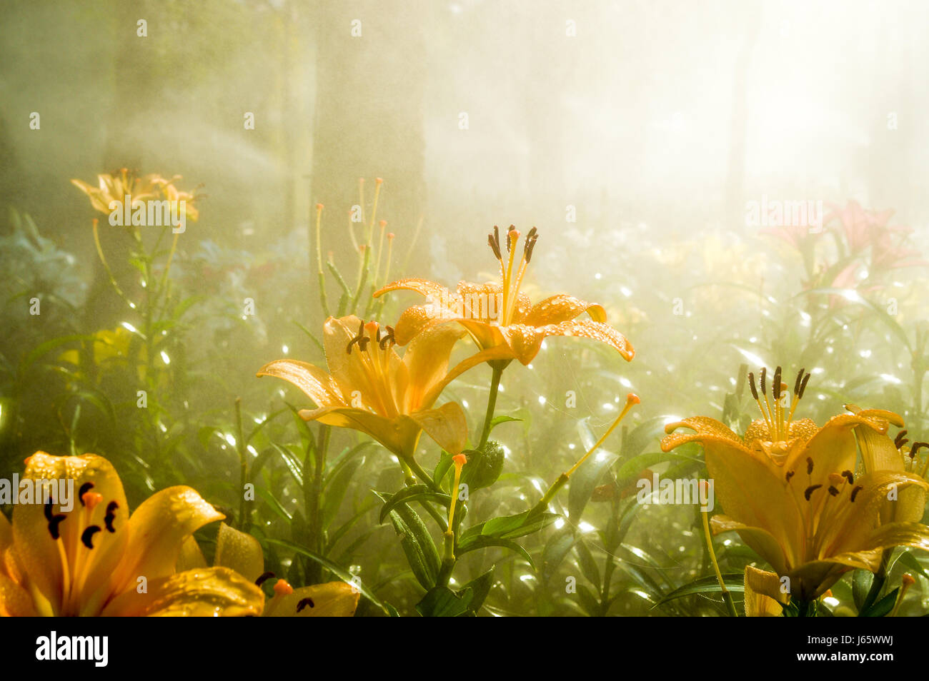 Morning sun light rays Stock Photo - Alamy