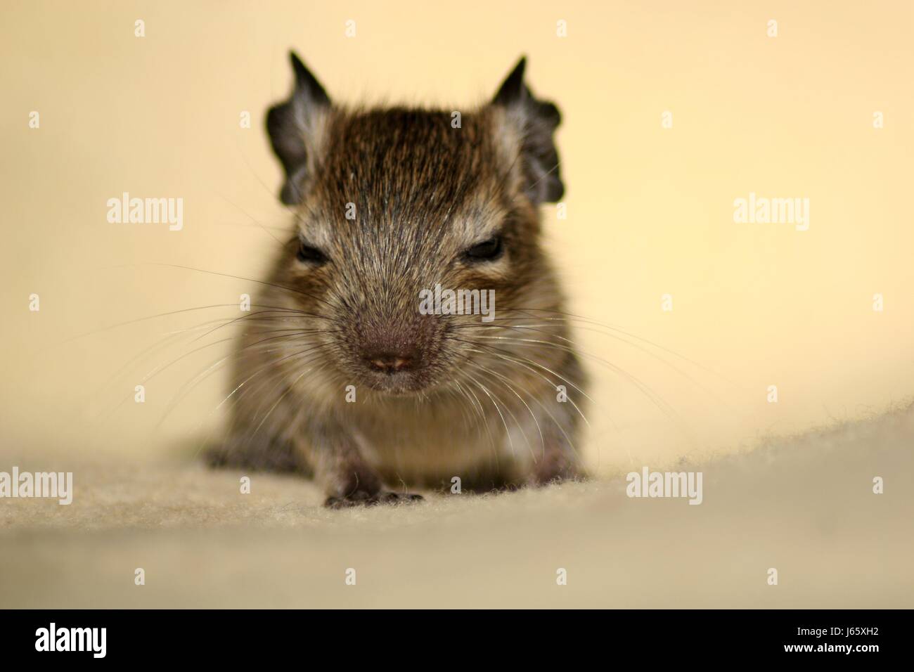 rodent animal child young younger head macro close-up macro admission close up Stock Photo