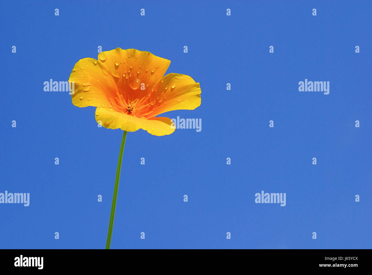 california poppy california poppy 10 Stock Photo Alamy