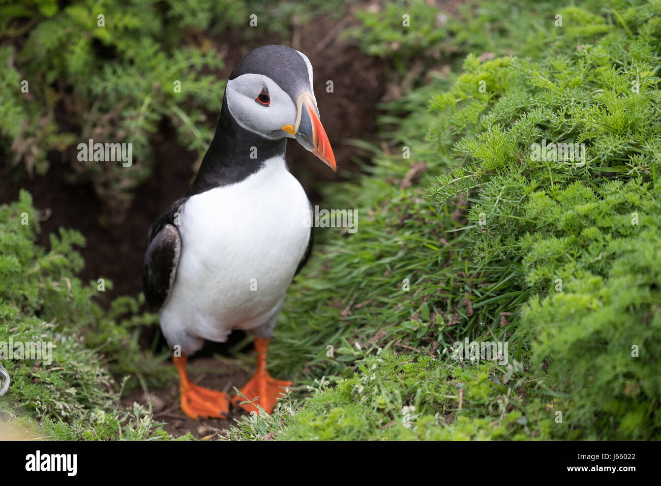 Fratercula arctica, Atlantic puffins,also known as the common puffin, Skomer, Wales, Spring 2017 © Jason Richardson / Alamy Live News Stock Photo