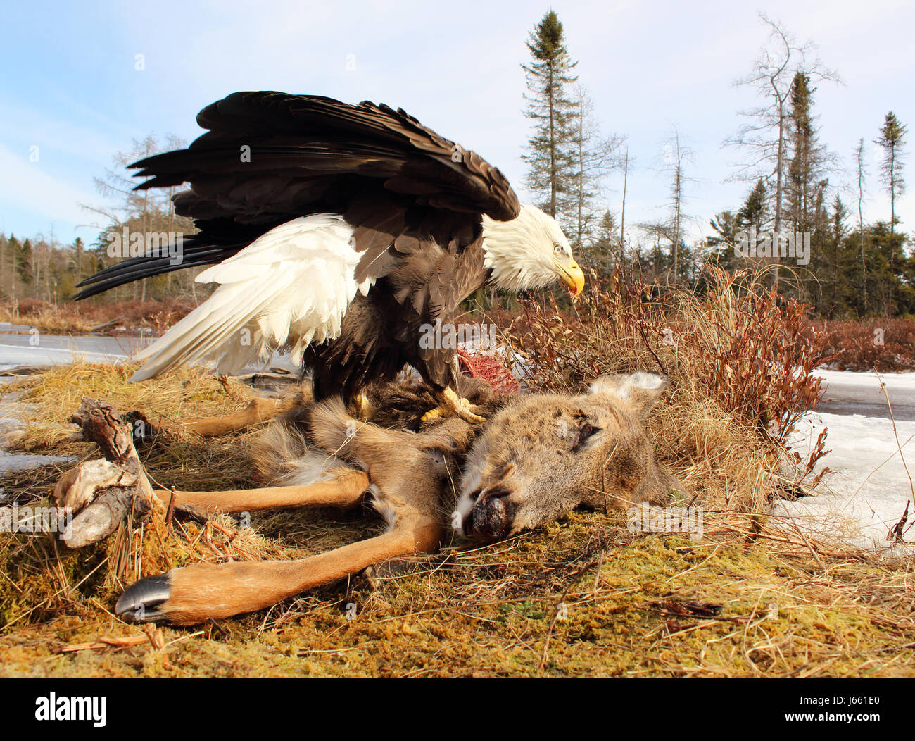 A Bald Eagle scavenging from a dead deer during winter in Wisconsin. Stock Photo