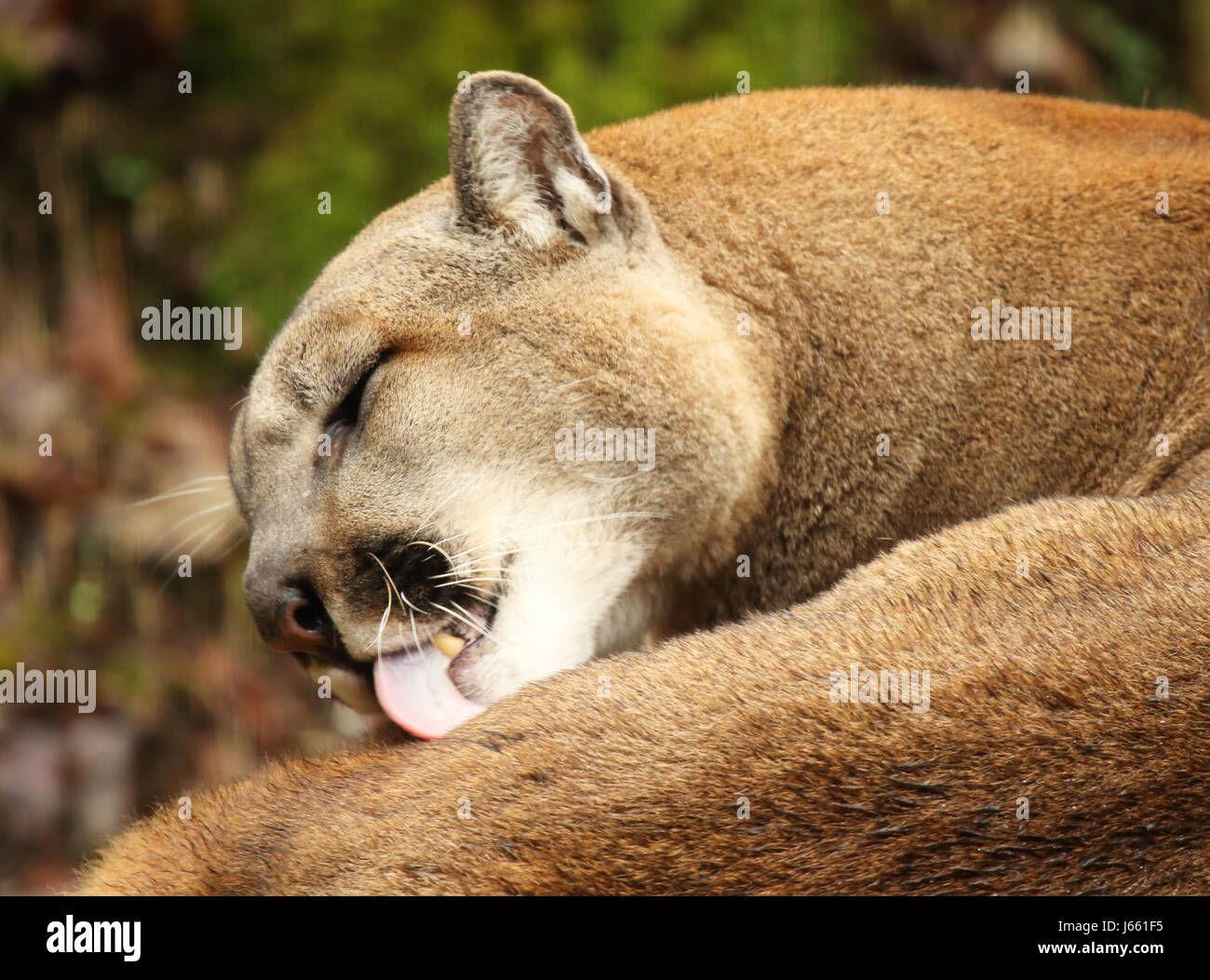 tongue puma