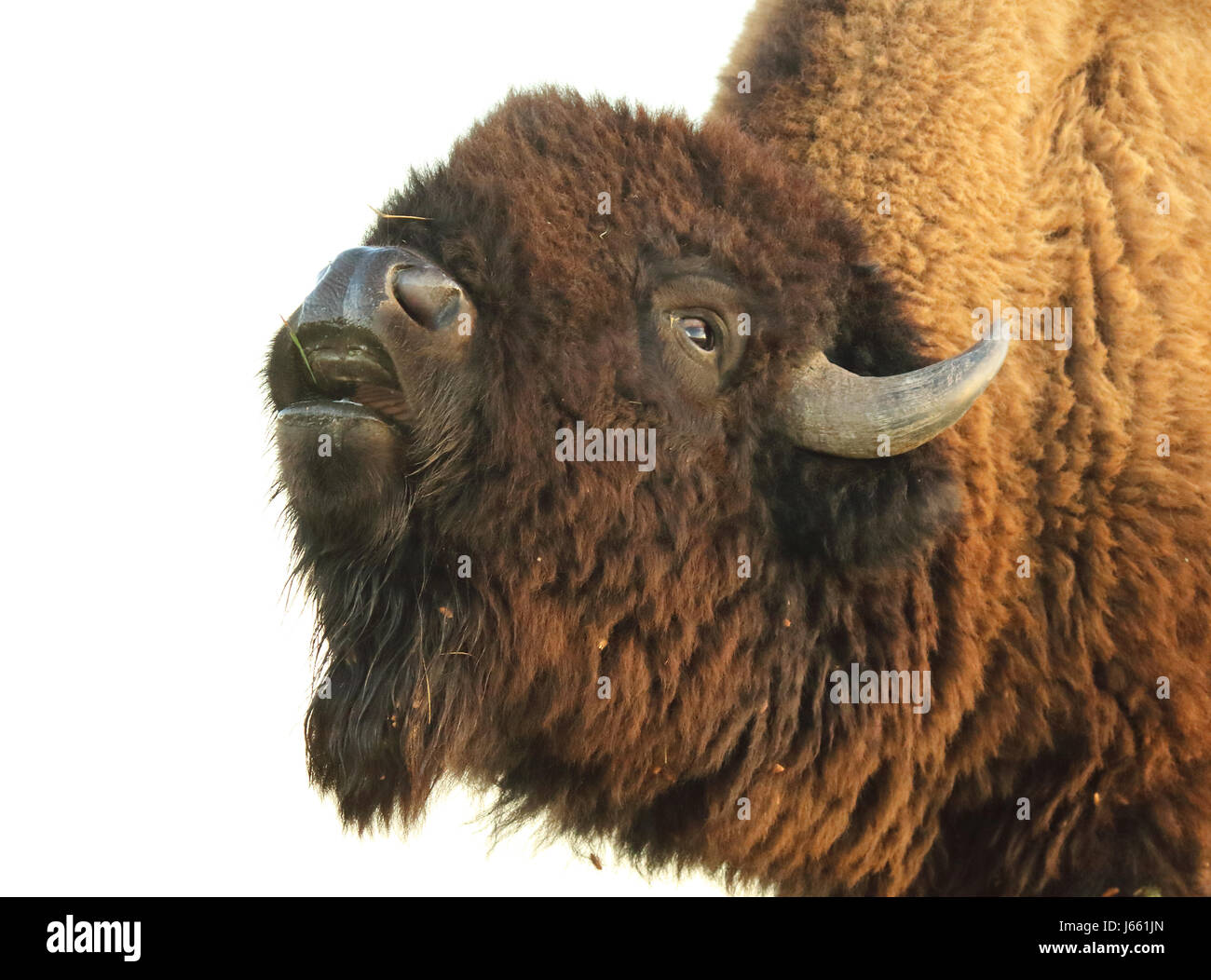 A portrait of an American Bison bellowing at dawn in the badlands of North Dakota. Stock Photo