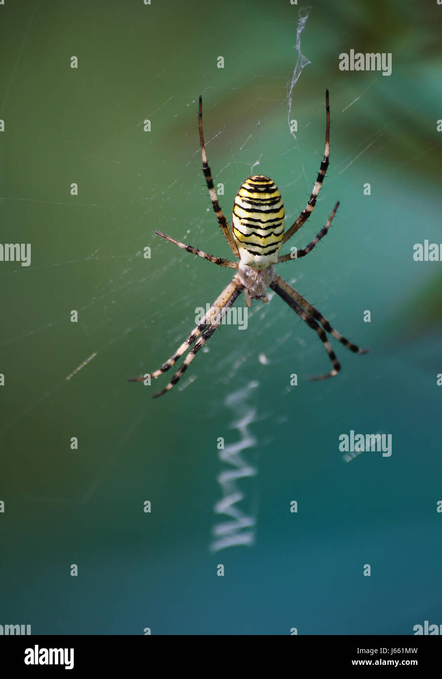 animal mangy spider net wait waiting animal mangy spider net fear prey