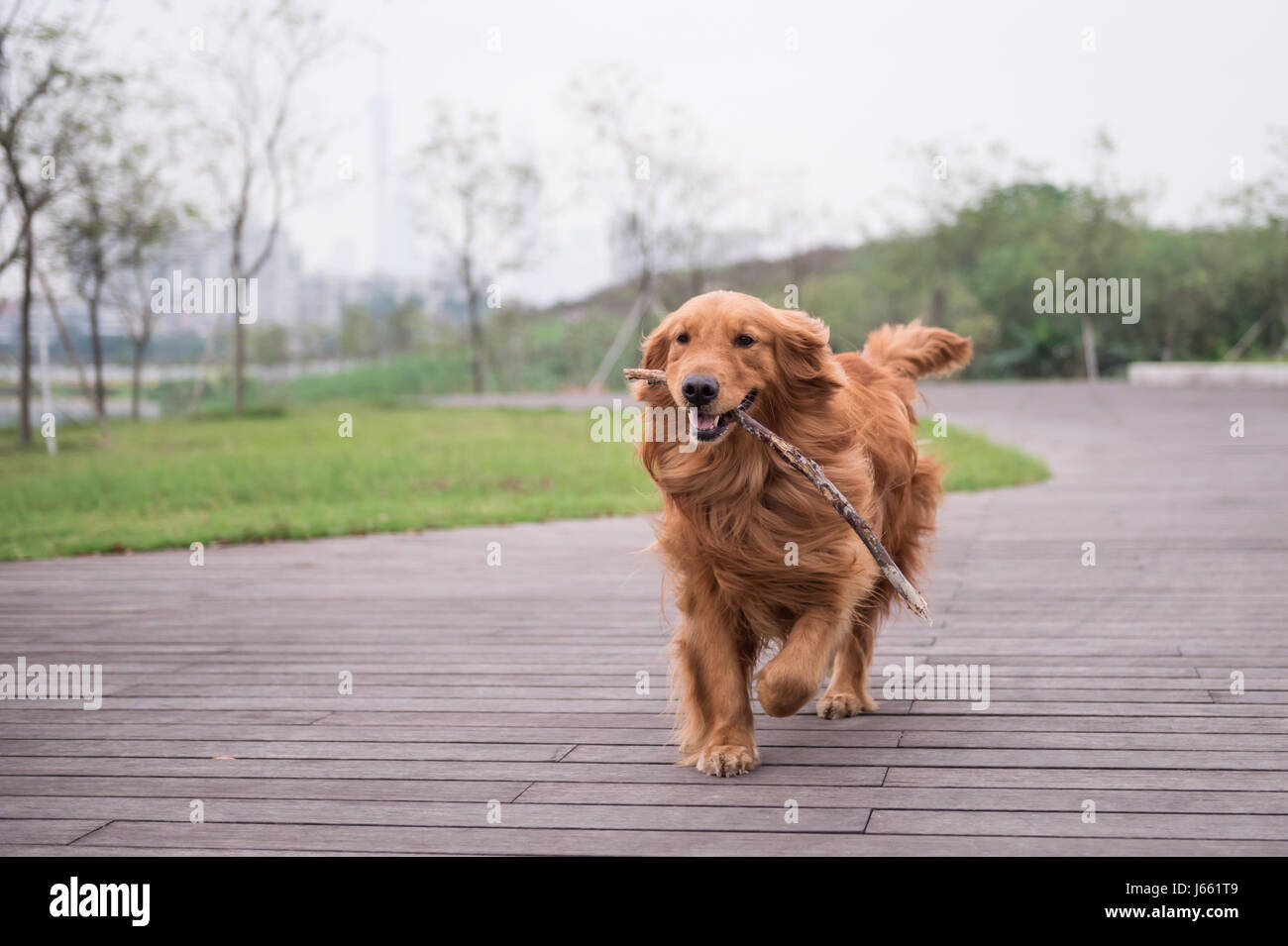 The Golden Retriever in the outdoor on the grass Stock Photo - Alamy