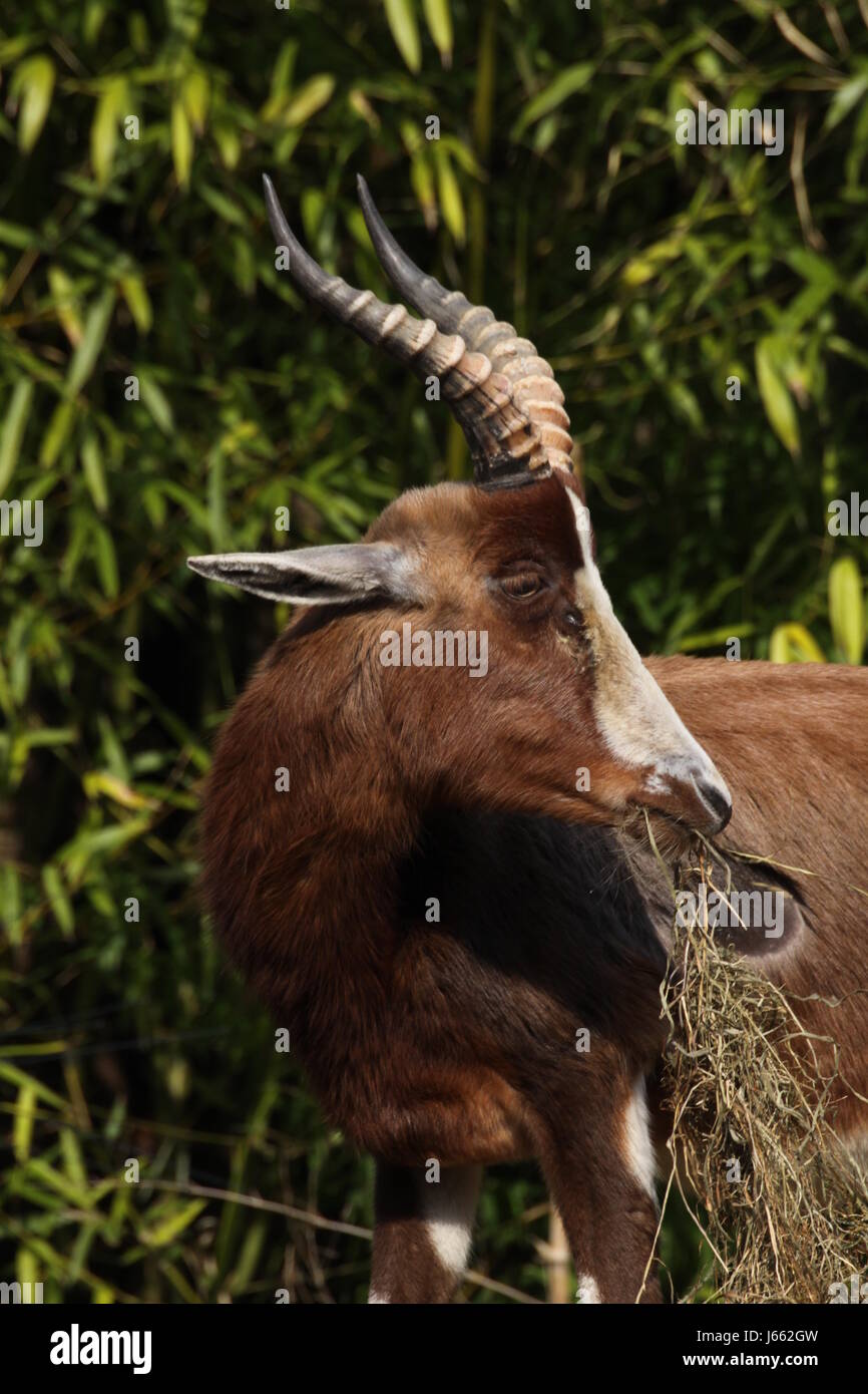Blesbok Skull with Horns For Sale | Paxton Gate