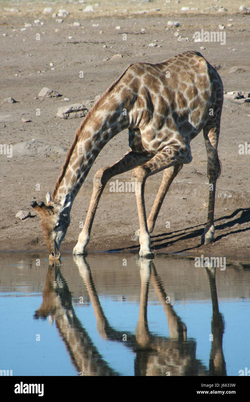 giraffe treffen wasserloch wasser spiegelung wasseraufnahme Stock Photo