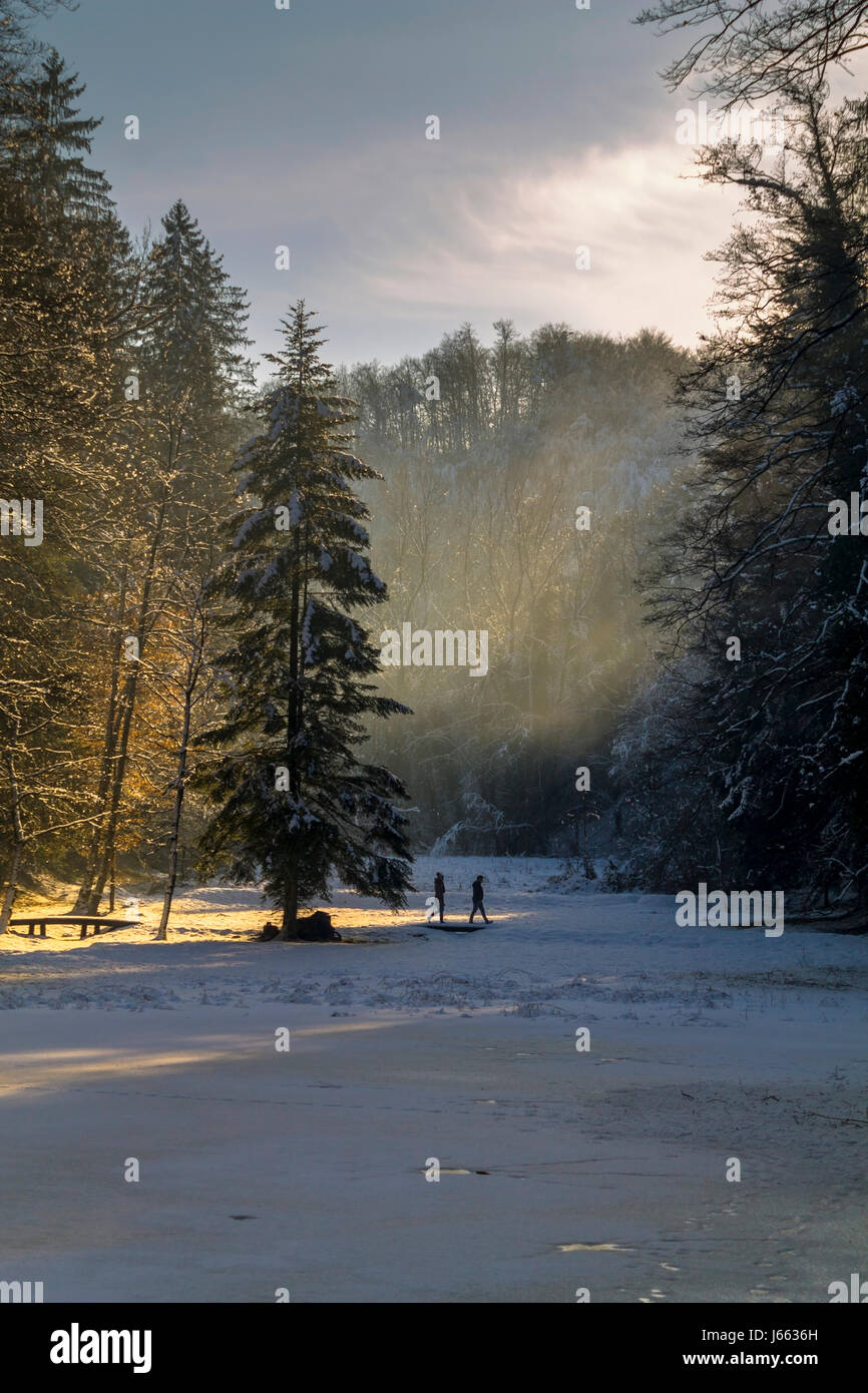 Landscape of forest in winter Stock Photo - Alamy