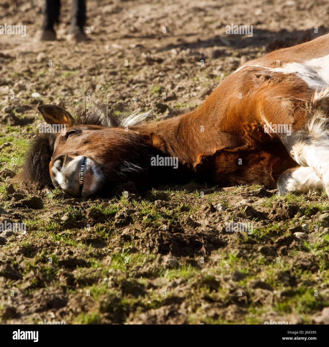 horse sleep sleeping pony beautiful beauteously nice horse black