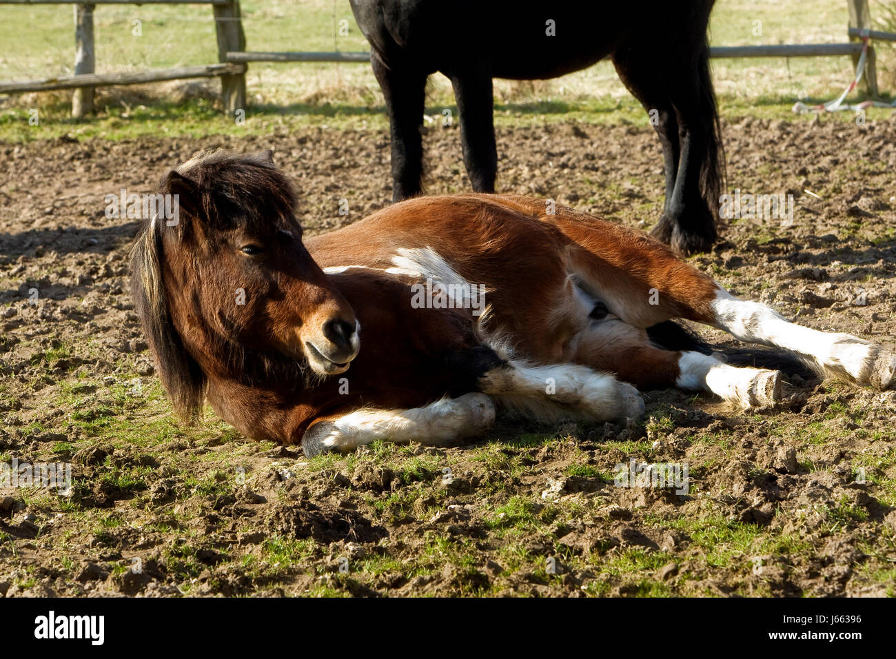 horse lie lying lies sleep sleeping pony beautiful beauteously nice