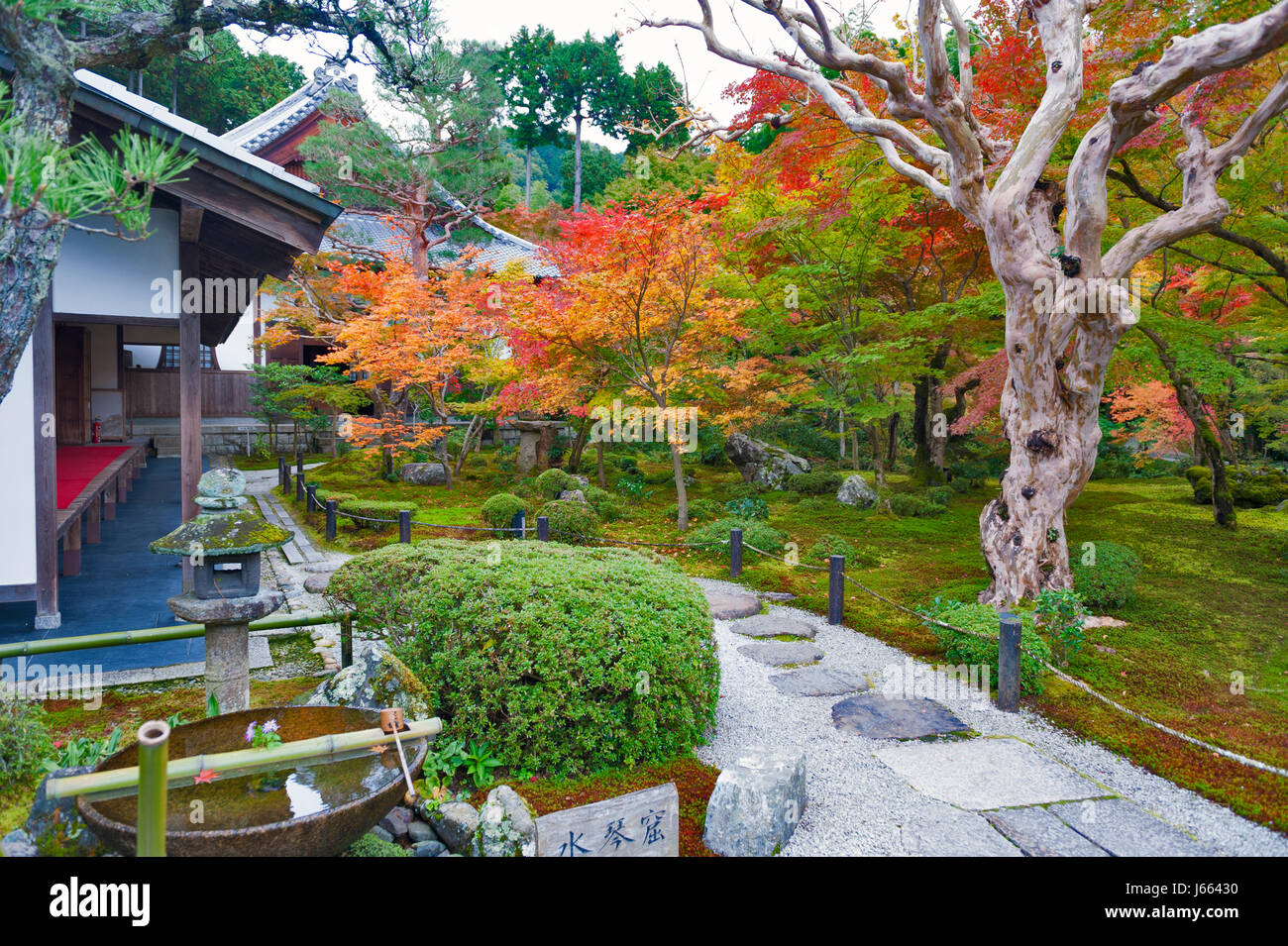 Japanese red maple tree during autumn in garden at Enkoji temple in