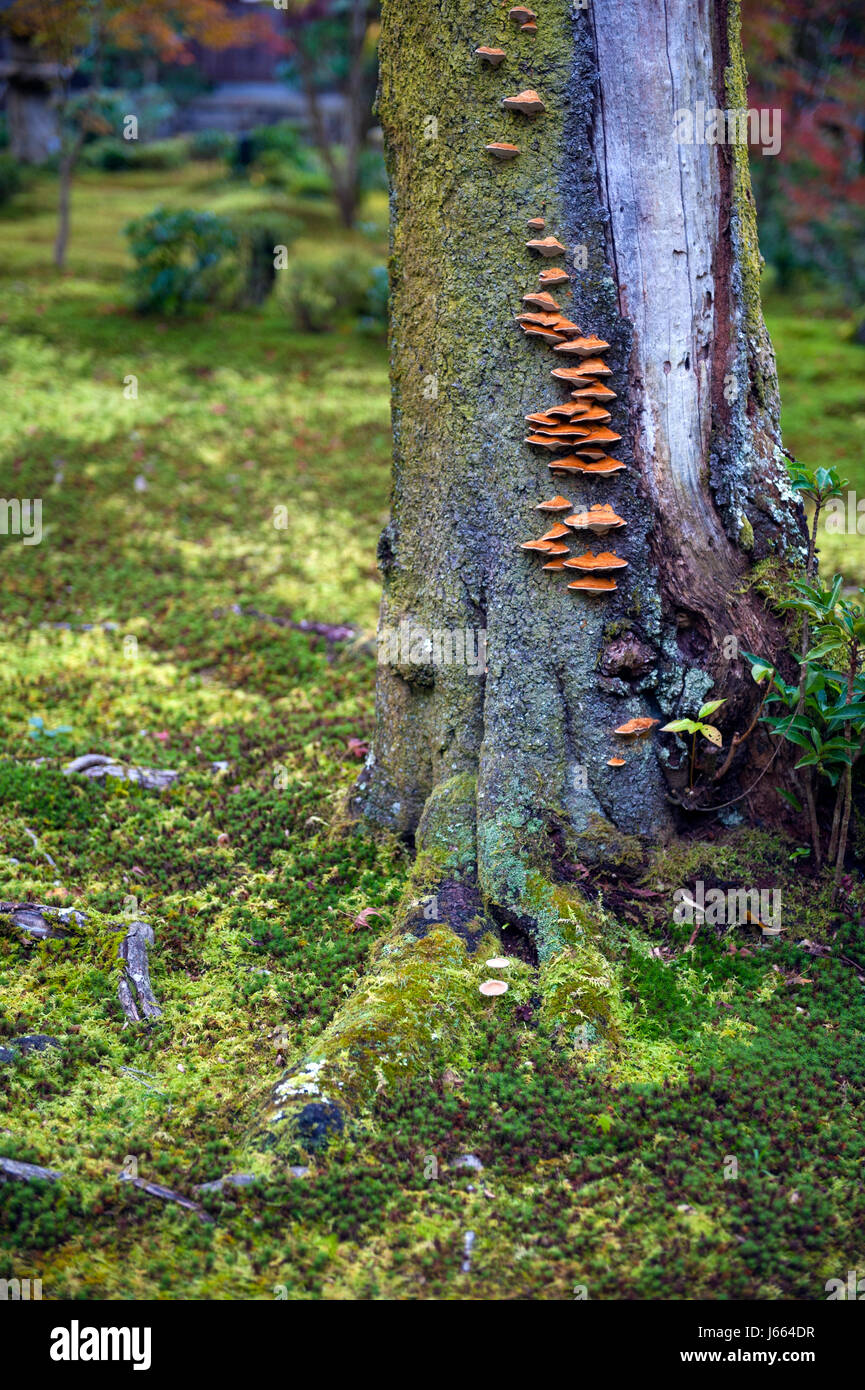 Mushrooms grow on tree bark during autumn in Japanese garden in Kyoto Stock Photo