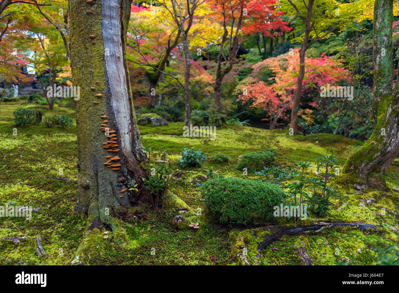 Mushrooms grow on tree bark during autumn in Japanese garden in Kyoto Stock Photo