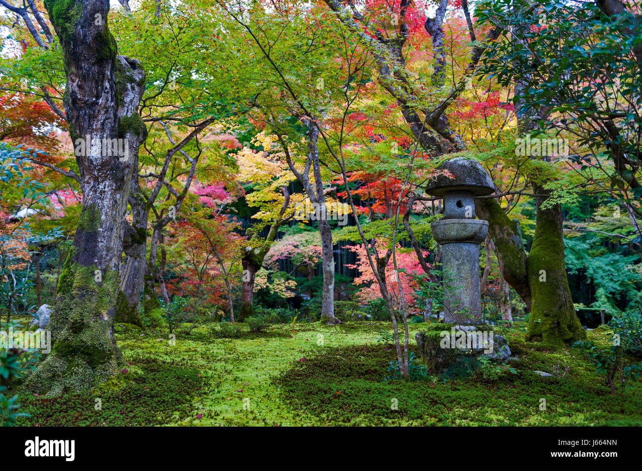 Kasuga doro or stone lantern in Japanese maple garden during autumn at Enkoji temple, Kyoto, Japan Stock Photo