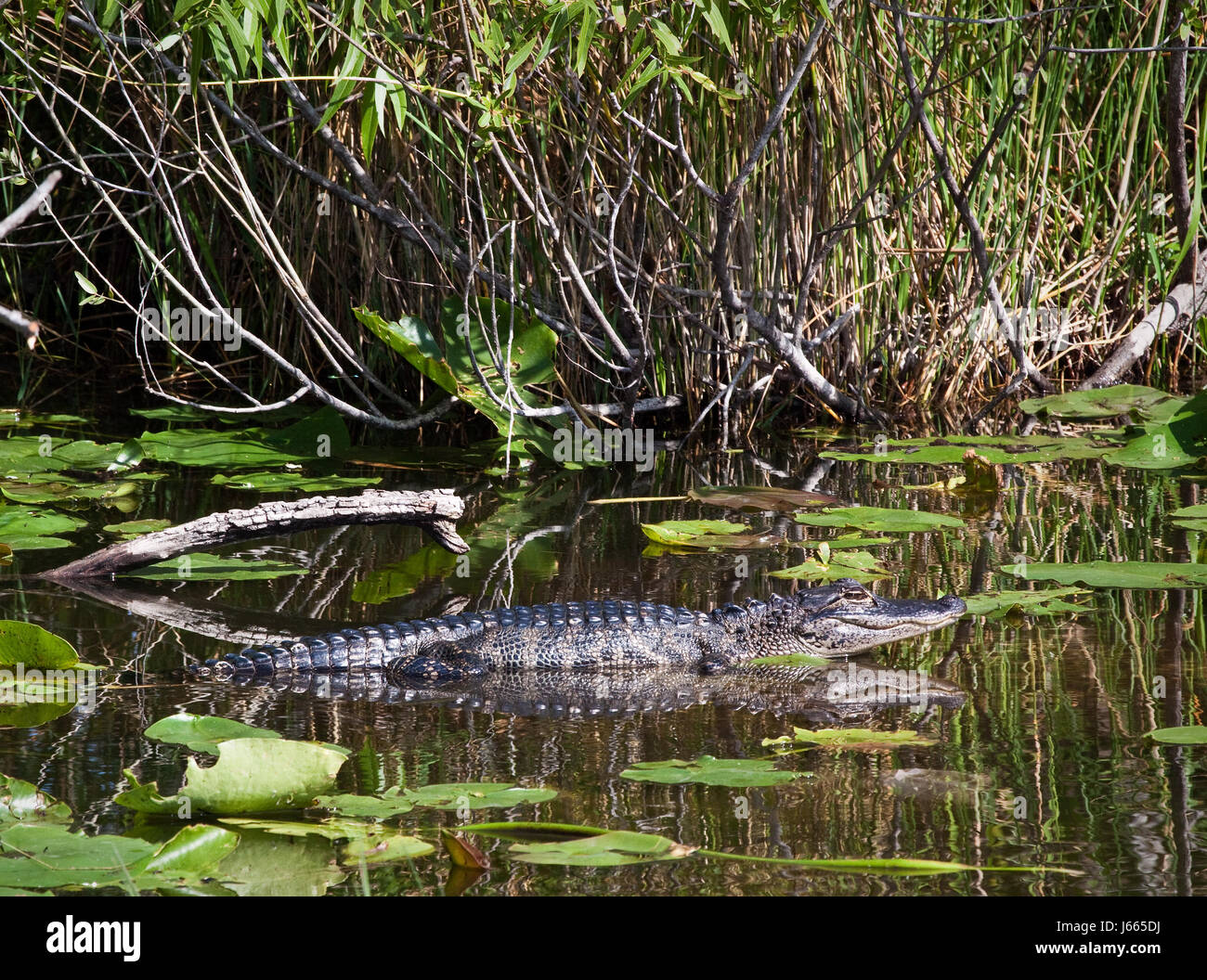 reptile amphibian wildlife tropical alligator dangerous nature closeup animal Stock Photo Alamy
