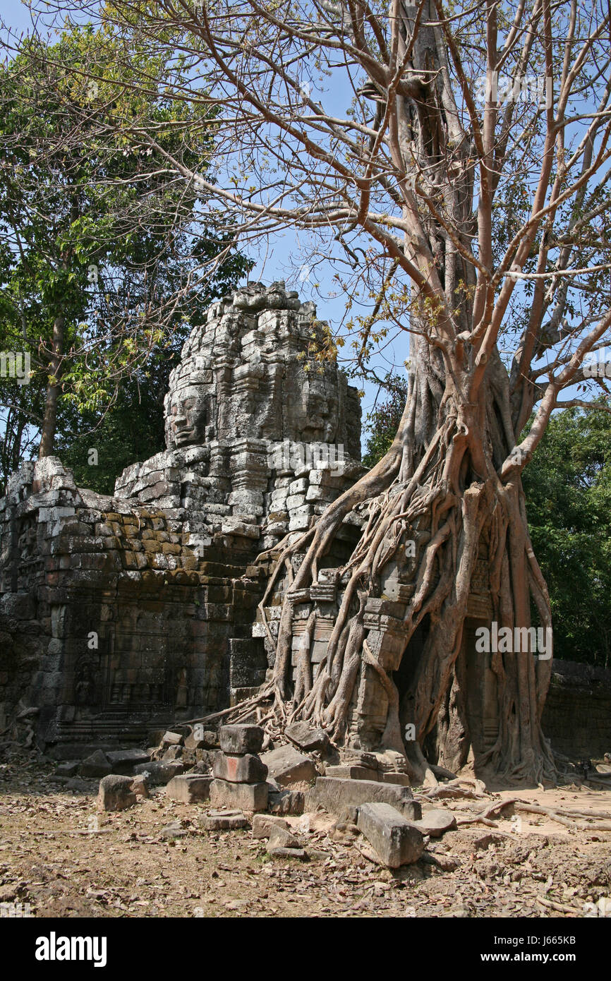 tree ruin overgrows cambodia tree asia goal passage gate archgway gantry Stock Photo