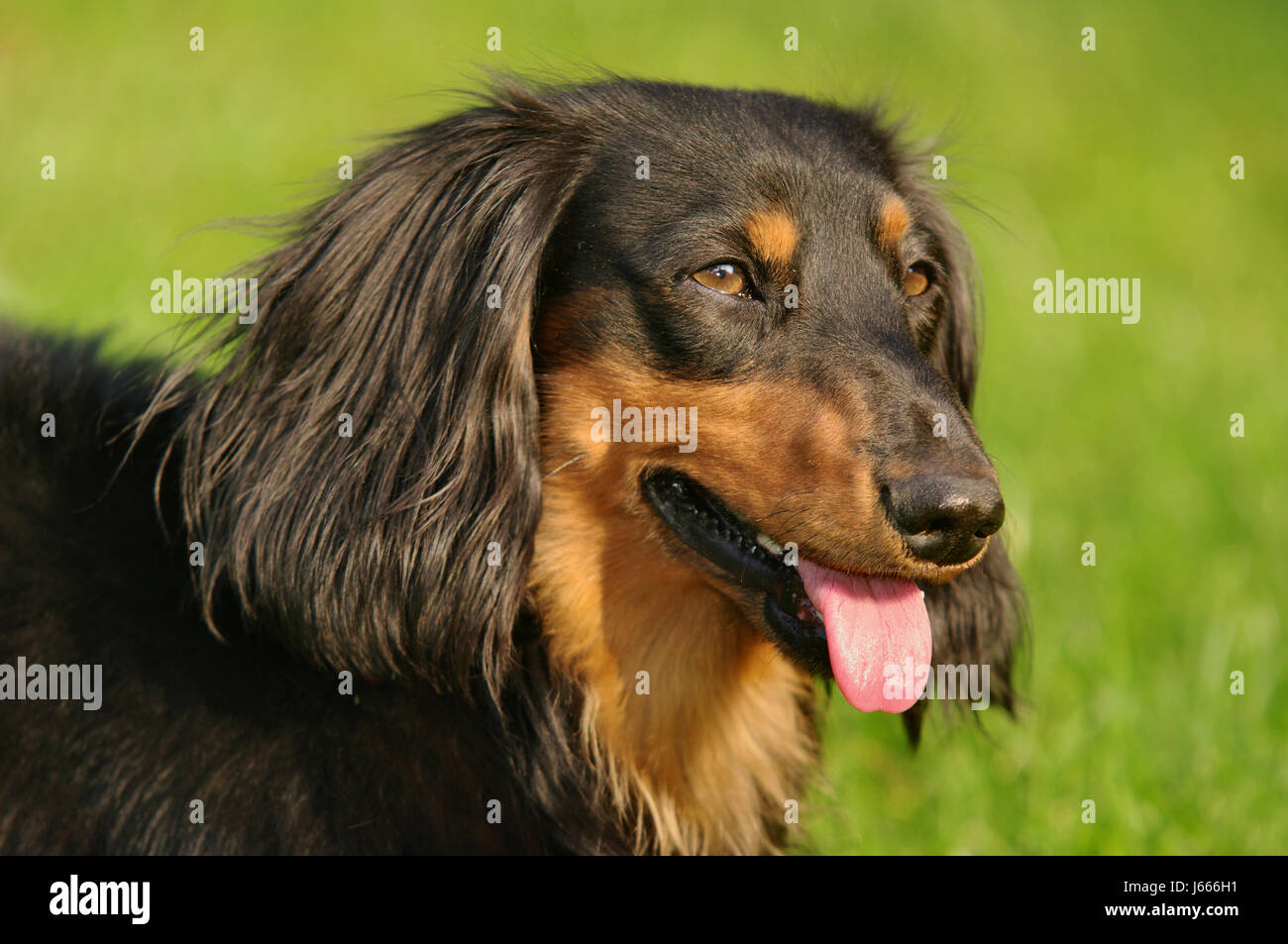 pet portrait dog dachshund basset meadow garden animal pet mammal brown Stock Photo