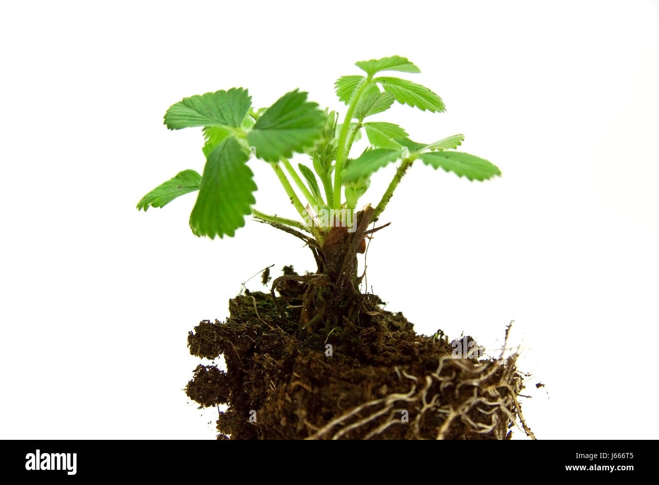 young plant strawberry Stock Photo - Alamy