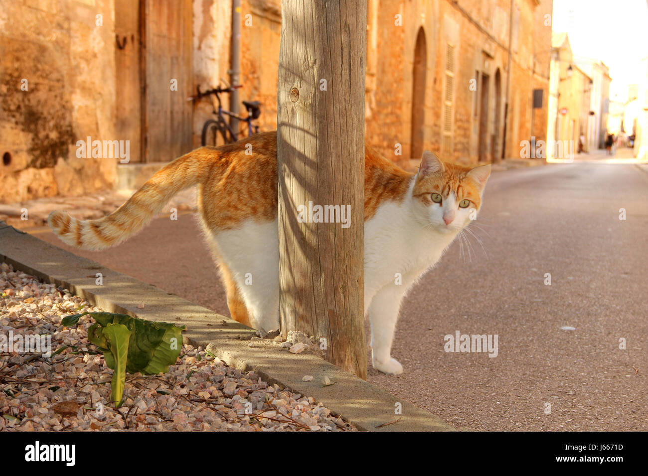 domestic cat, red tabby white, standing in an old alley Stock Photo - Alamy