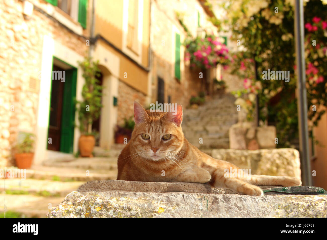 domestic cat, red tabby, ginger, lies on a wall in a mediteran village Stock Photo