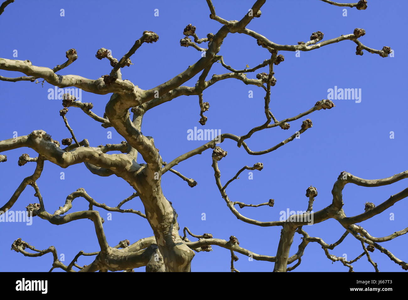 blue tree branch sycamore firmament sky nature life exist existence living Stock Photo