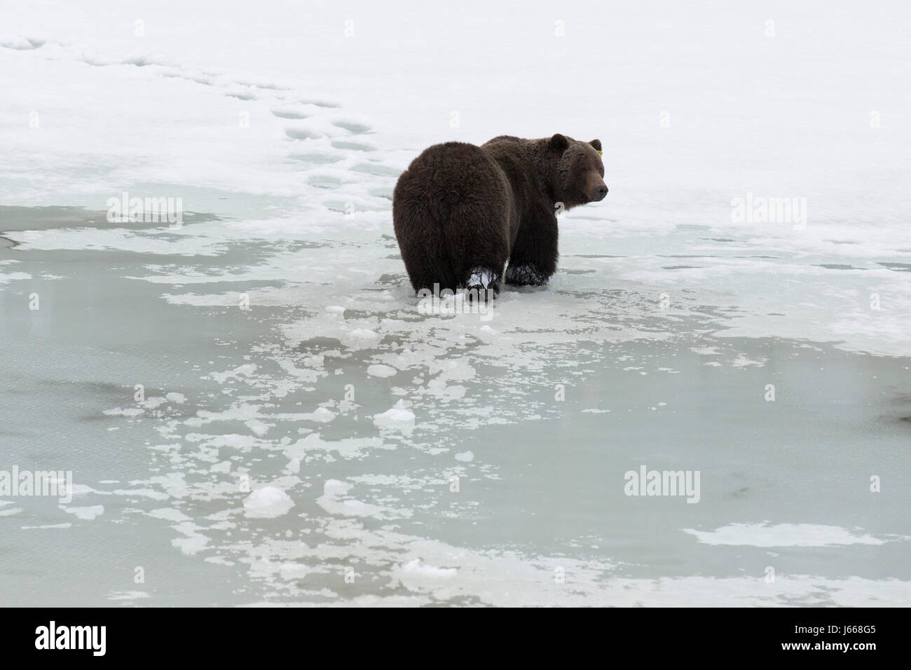 Grizzly bear (Ursus arctos horribilis) crossing a semi-frozen lake in Alberta, Canada. The bear has just emerged from hibernation. Stock Photo