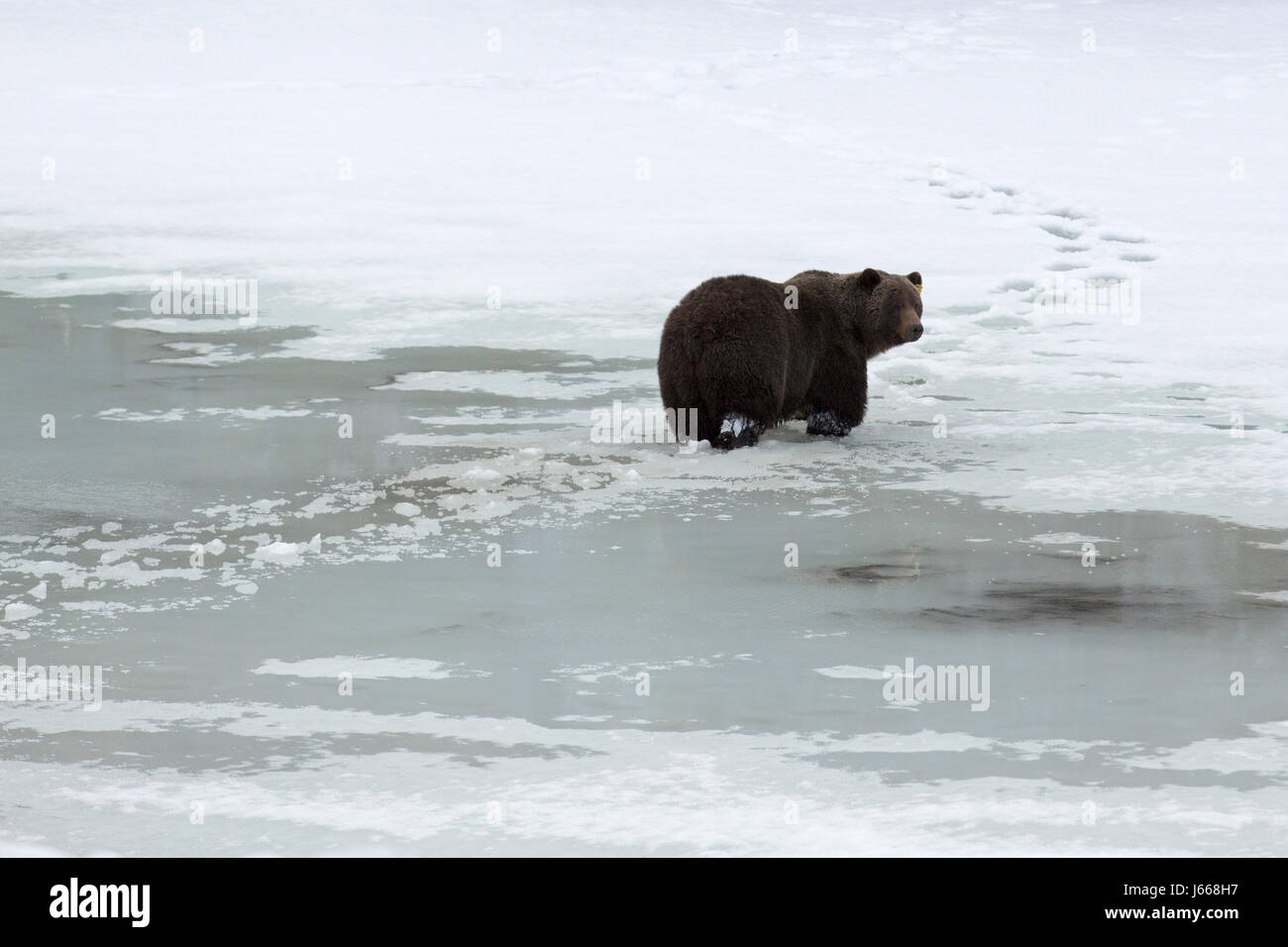 Grizzly bear (Ursus arctos horribilis) crossing a semi-frozen lake in Alberta, Canada. The bear has just emerged from hibernation. Stock Photo