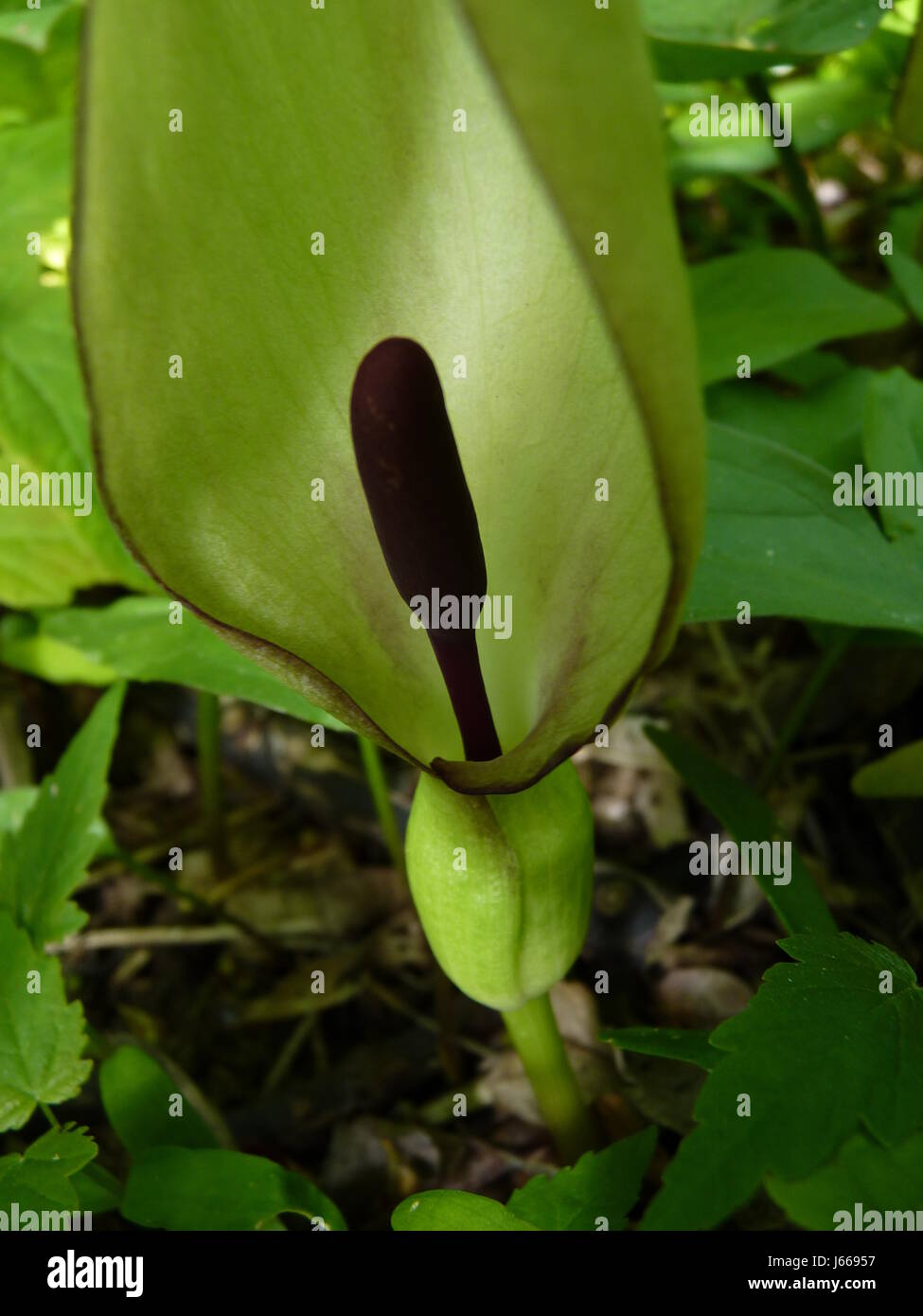 Arum maculatum, Wild Arum, Lords and Ladies, Cucoo pint. Green sheath. Purple spadix. Group. Stock Photo