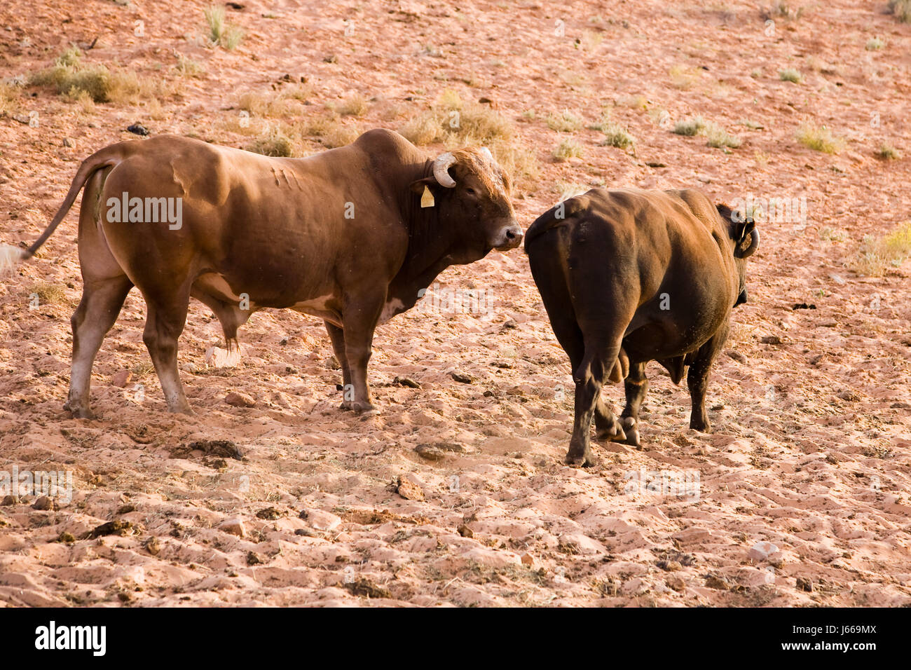 Cattle farming usa arizona hires stock photography and images Alamy