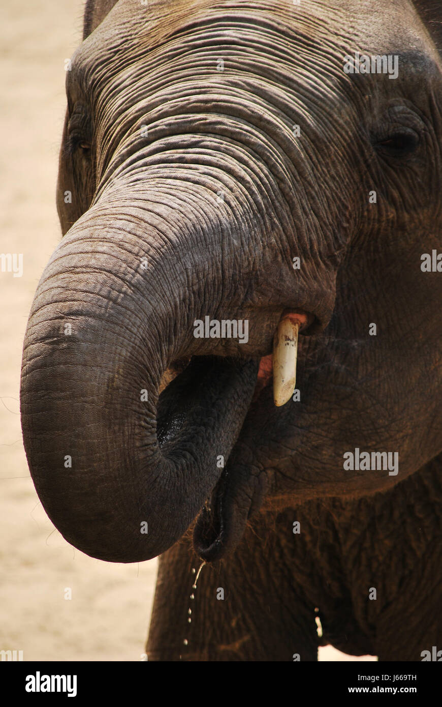 elephants view 2757 Stock Photo - Alamy