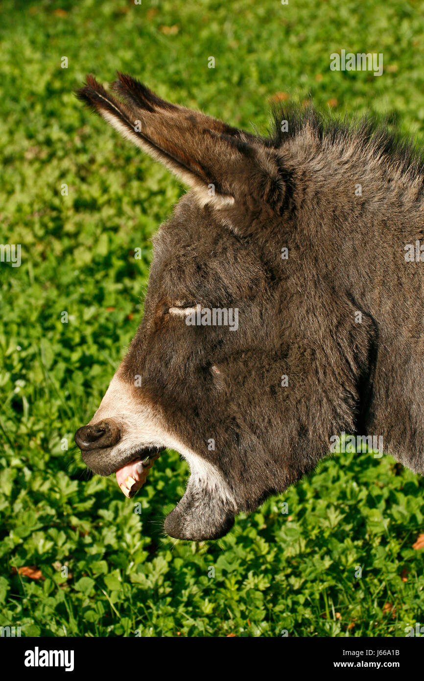 donkey - i feel nauseous Stock Photo