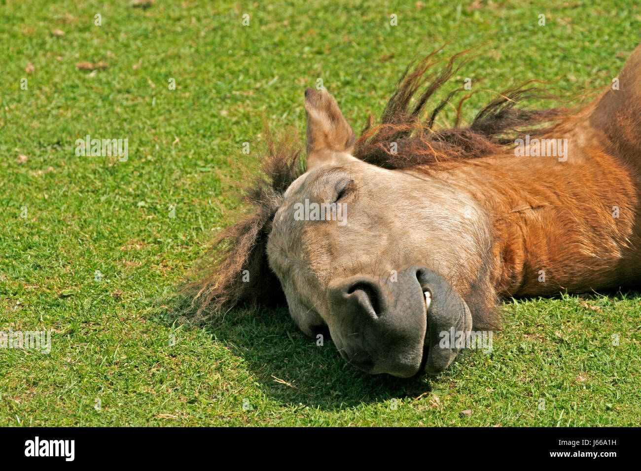 pony,young sleeping horse Stock Photo Alamy