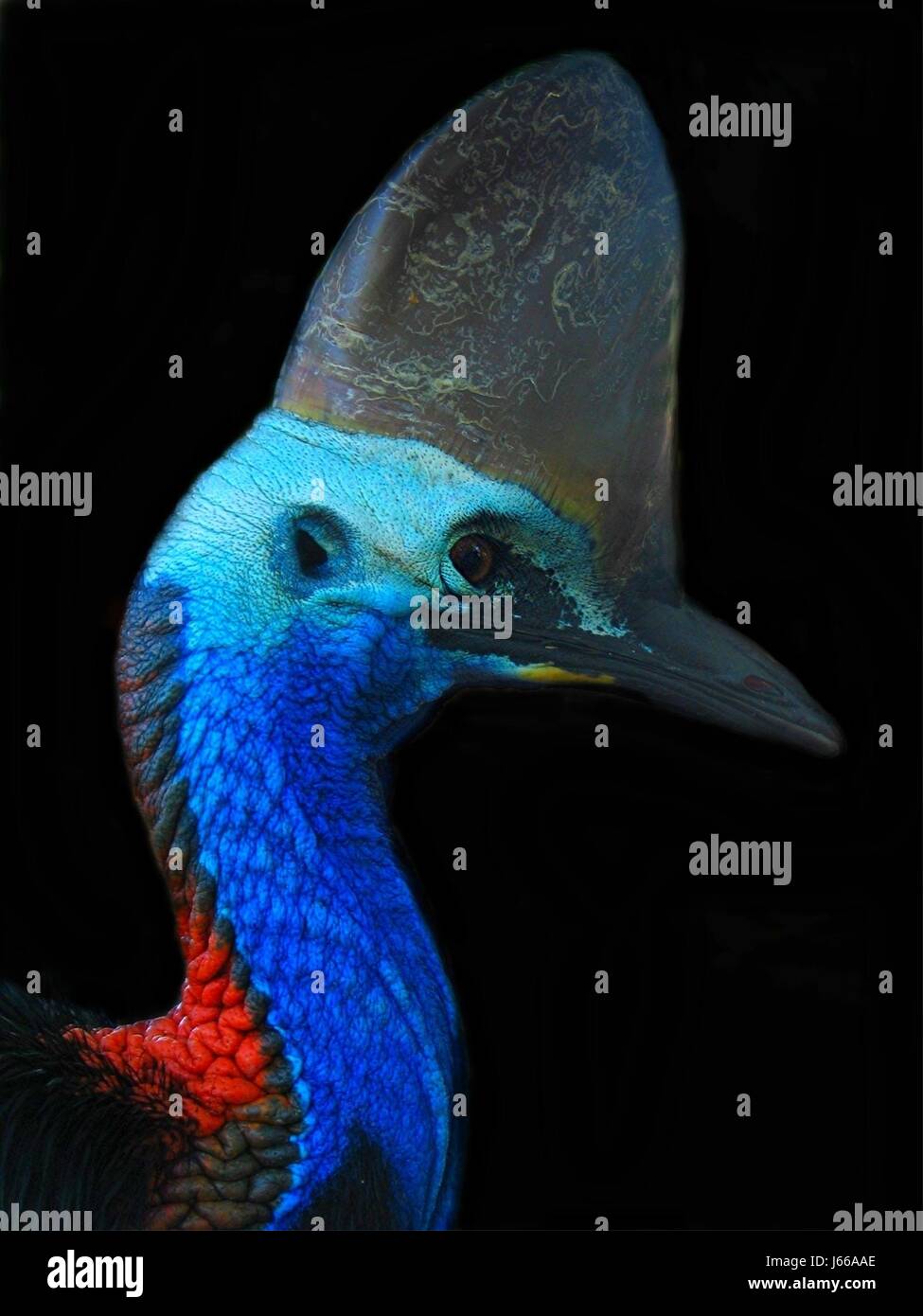 coloured colourful multifarious richly coloured horn australia