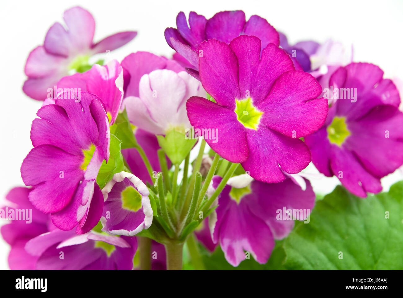 primroses in pot isolated Stock Photo