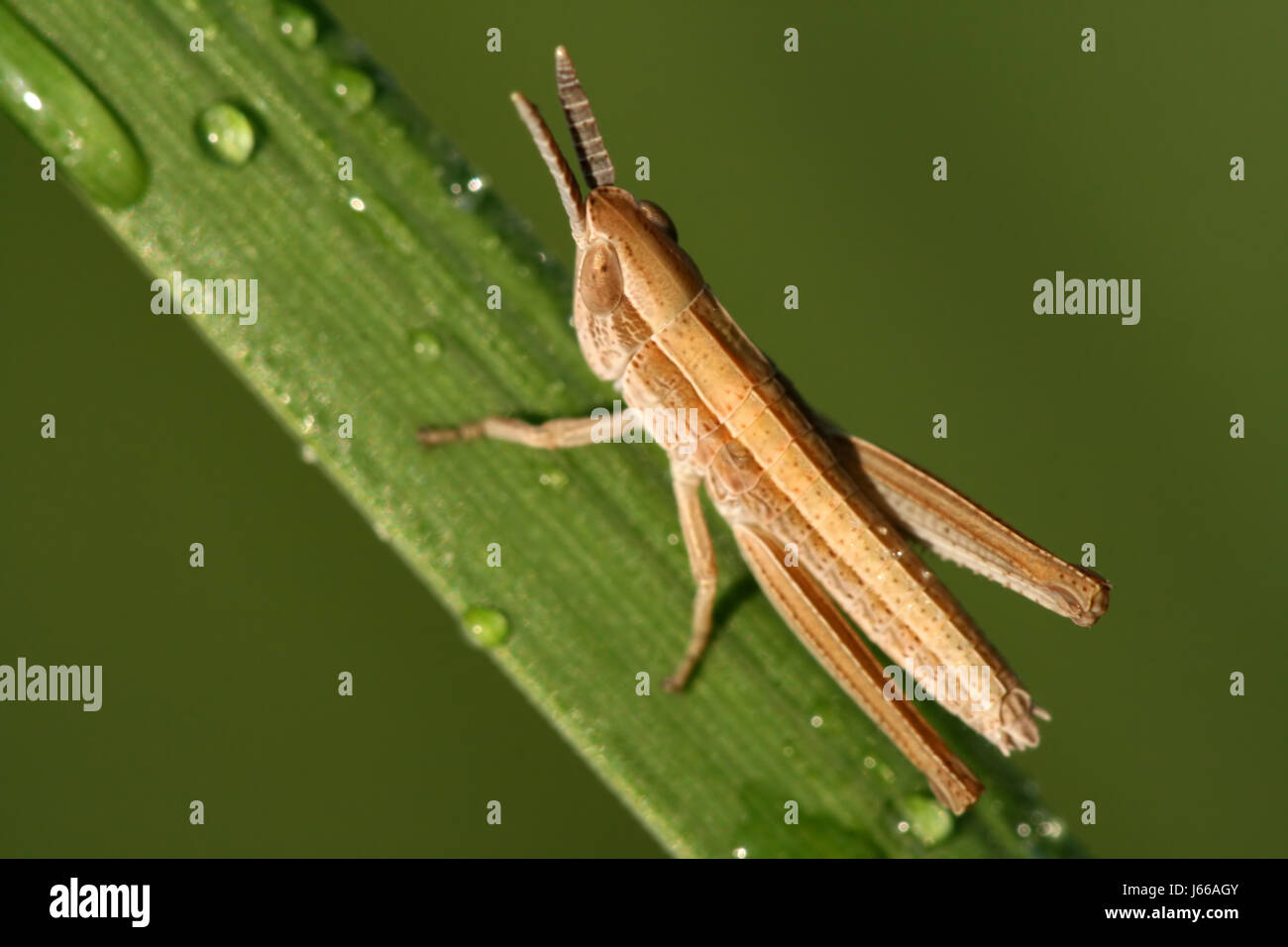 Rain water hopper hi-res stock photography and images - Alamy