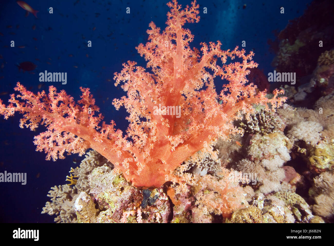 Sponge Fish Salt Toxic finger sponge hi-res stock photography and images - Alamy