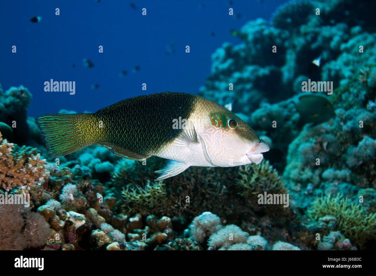 underwater tropical salt water sea ocean water white animal fish black swarthy Stock Photo