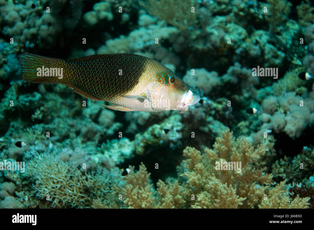 underwater tropical salt water sea ocean water white animal fish black swarthy Stock Photo