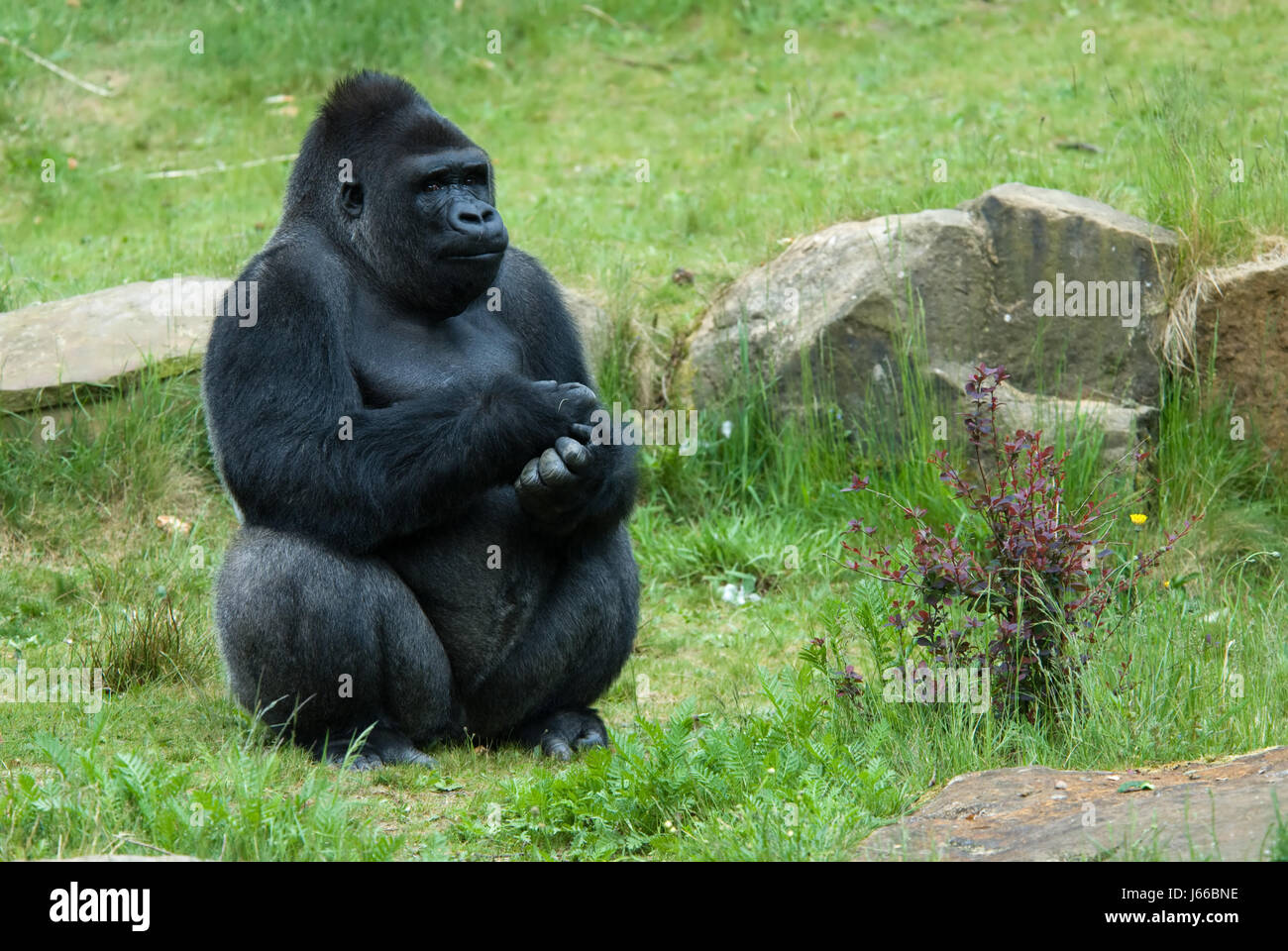 animal mammal male masculine gorilla put sitting sit close men man big large Stock Photo