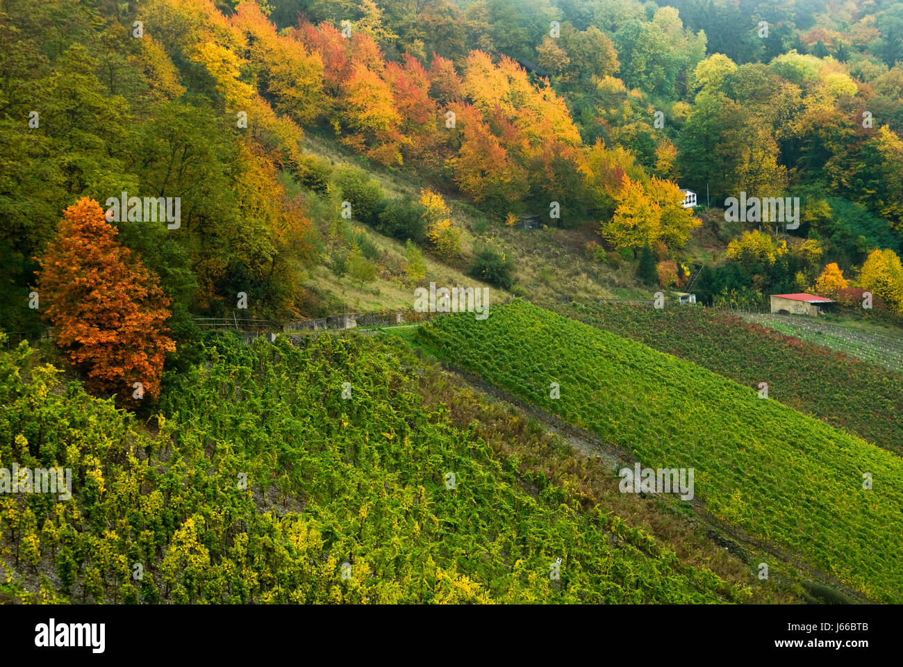 wine vineyards mosel germany german federal republic landscape scenery Stock Photo