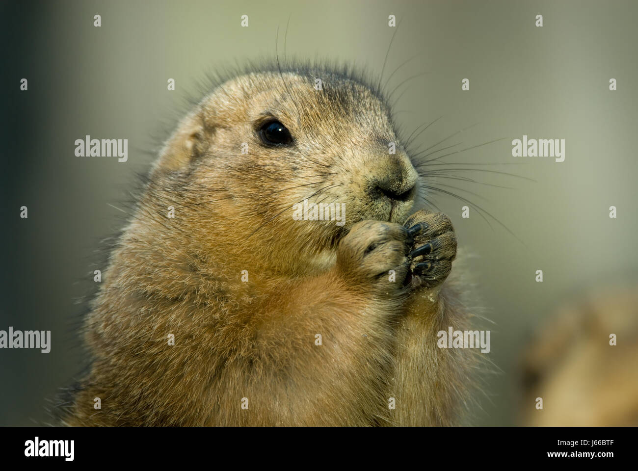 animal mammal rodent maddening pert coquettish cute marmot groundhog social Stock Photo